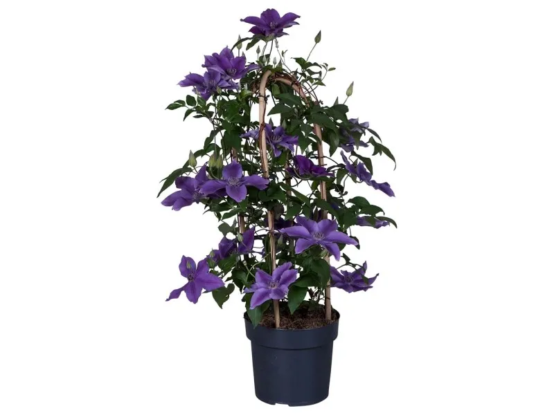 Clematis Garland vaso 19 cm