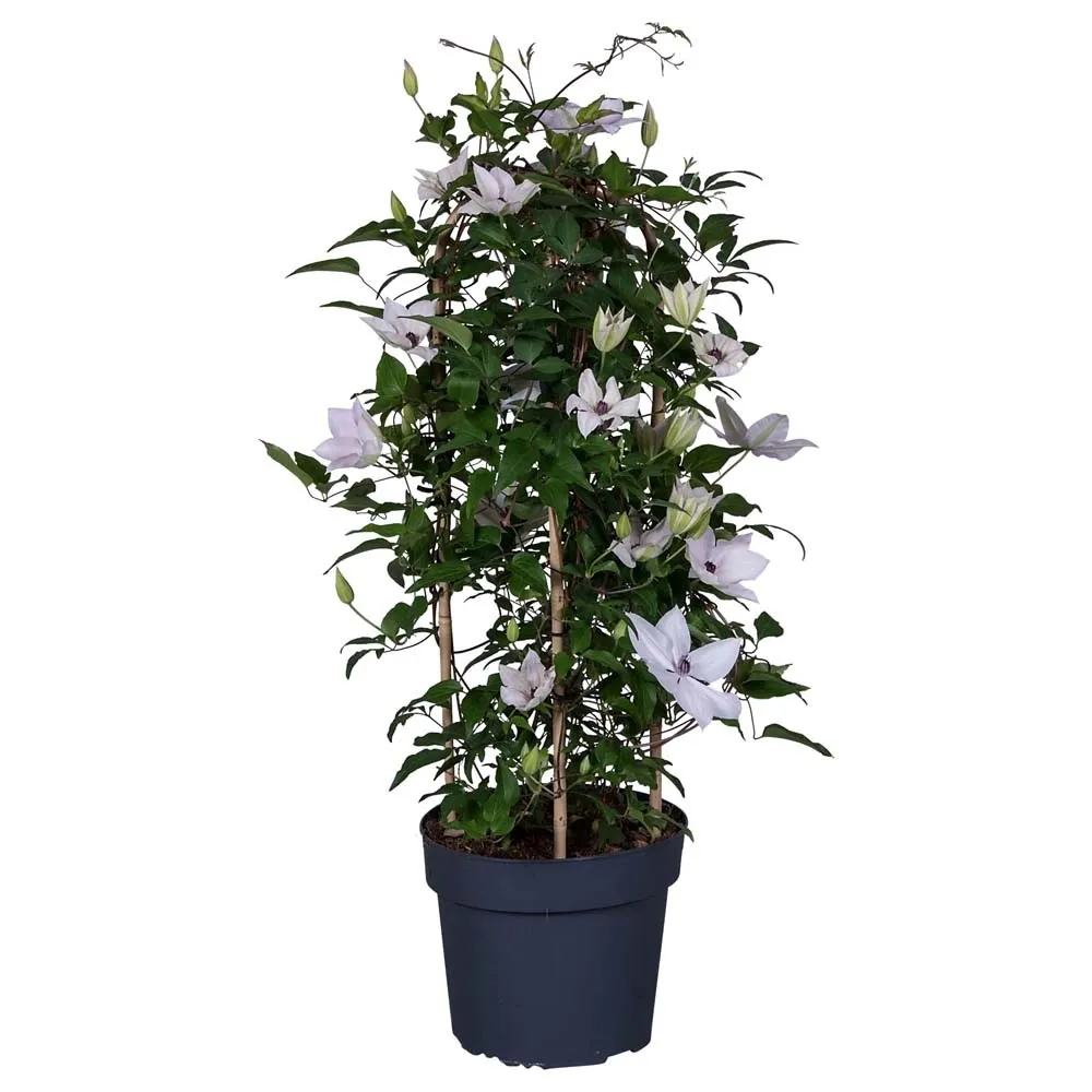 Clematis Garland vaso 19 cm