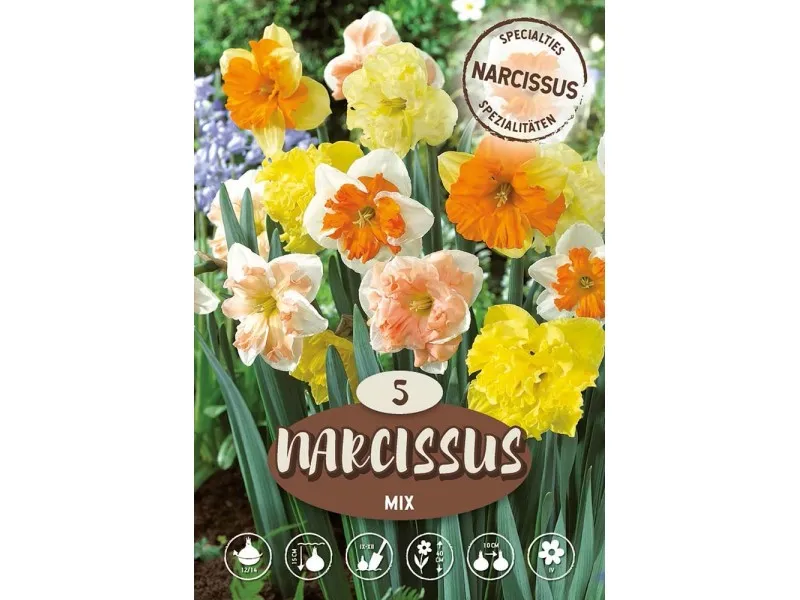 Narciso Orchid Misto